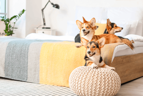 pets friendly